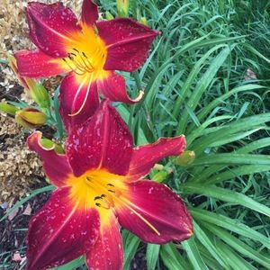 Meet your Posher, Laura